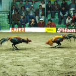 Rooster fight